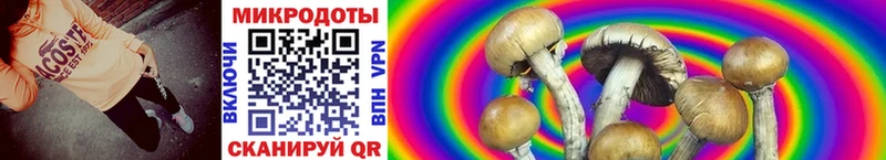 где купить   Приволжск  Галлюциногенные грибы MAGIC MUSHROOMS 